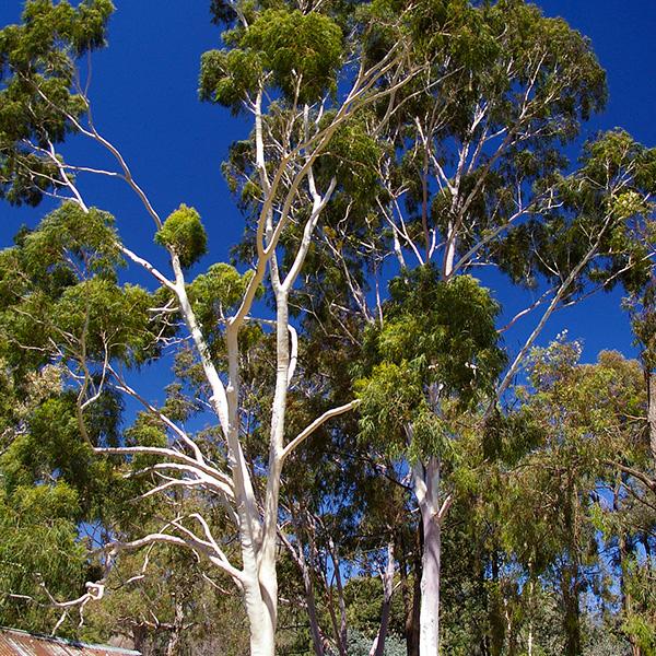 eucalyptus citriodora - 0.5 kg seeds