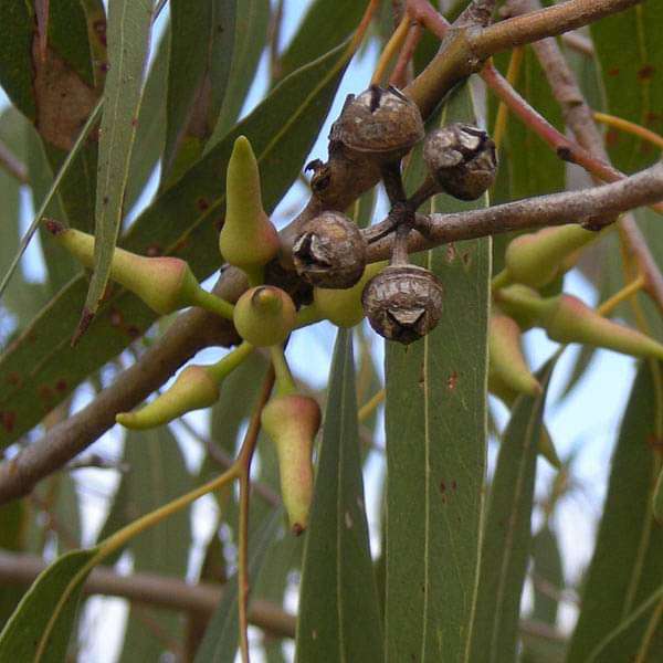 eucalyptus seeds for planting Buy Eucalyptus Hybrid