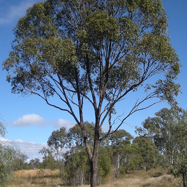 eucalyptus hybrid - 0.5 kg seeds