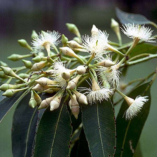 eucalyptus pellita - 0.5 kg seeds