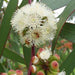 eucalyptus pilularis - 0.5 kg seeds