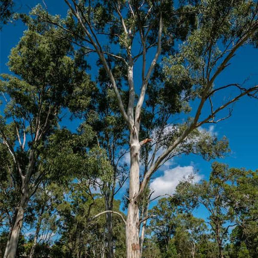 eucalyptus tereticornis - 0.5 kg seeds