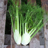 Fennel Imported Sweet - Herb Seeds