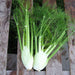 fennel imported sweet - herb seeds