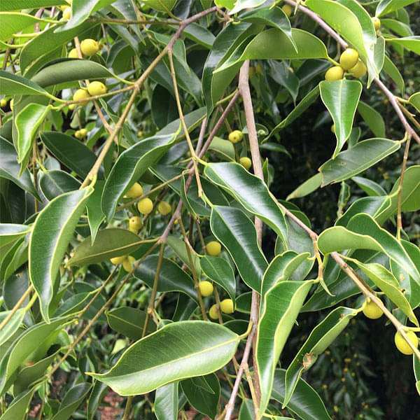 ficus plant seeds Buy Ficus Benjamina, Weeping Fig