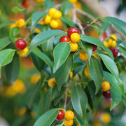 ficus benjamina - 0.5 kg seeds