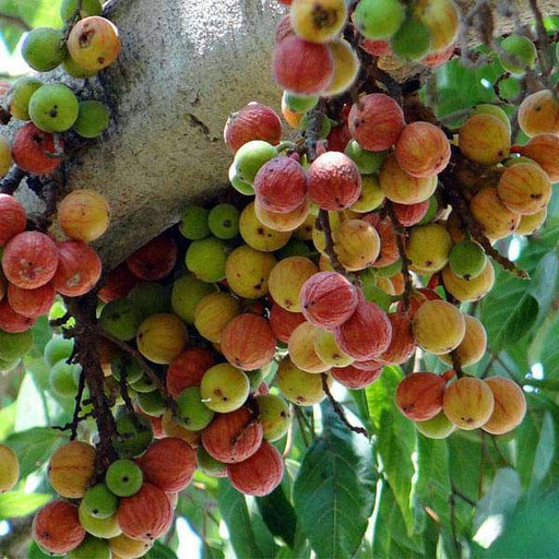 ficus plant seeds Buy Ficus Racemosa, Gular