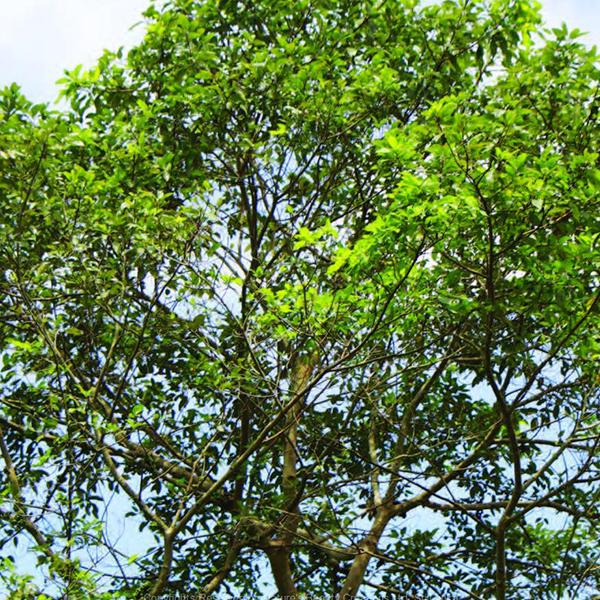 Gulo Tree What Is Gular Tree