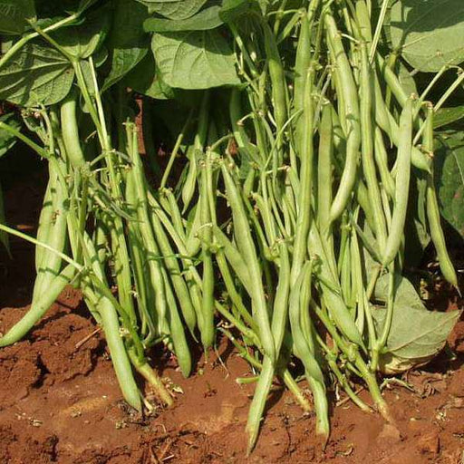 france beans selection 9 - desi vegetable seeds