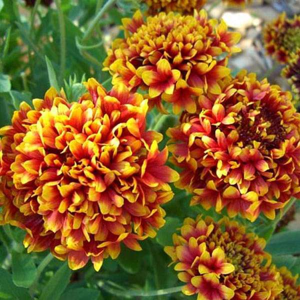 mix flower seeds online Buy Gaillardia F1 Finest Mixed Color