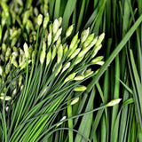 Garlic Chives - Herb Seeds