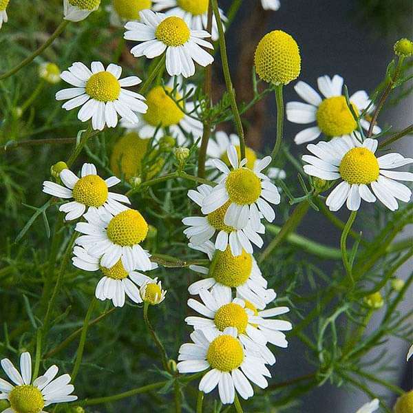 chamomile flower seeds for sale Buy German Chamomile
