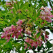 Product image thumbnail 1