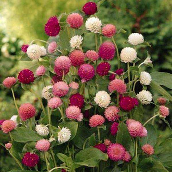 desi flower seeds Buy Gomphrena Mixed Color