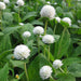 gomphrena white - desi flower seeds