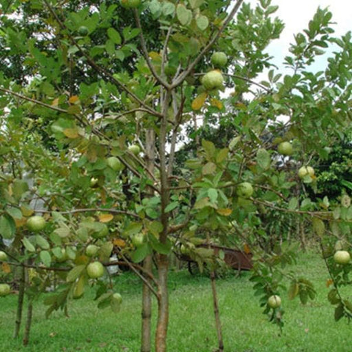 guava - 0.5 kg seeds
