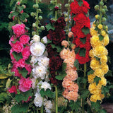Hollyhock F1 Dwarf - Flower Seeds
