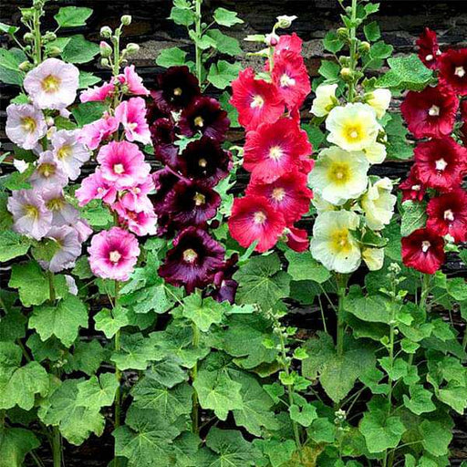 hollyhock mixed color - flower seeds