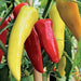 hot pepper f1 hybrid os - vegetable seeds