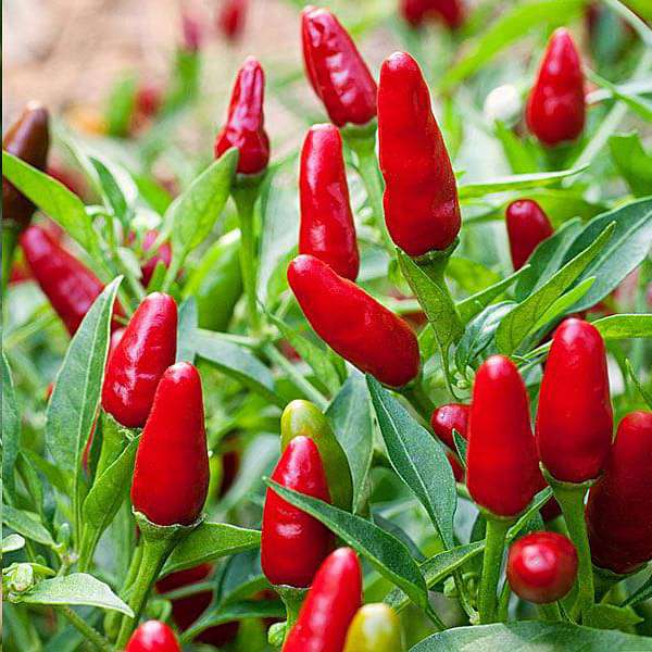 hot pepper red sampurna - vegetable seeds