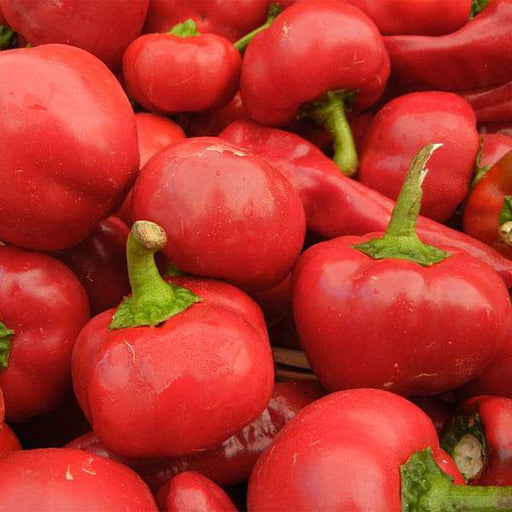 hot pepper round shaji 115 - vegetable seeds