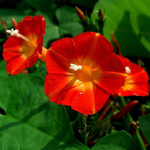 ipomoea morning glory - flower seeds