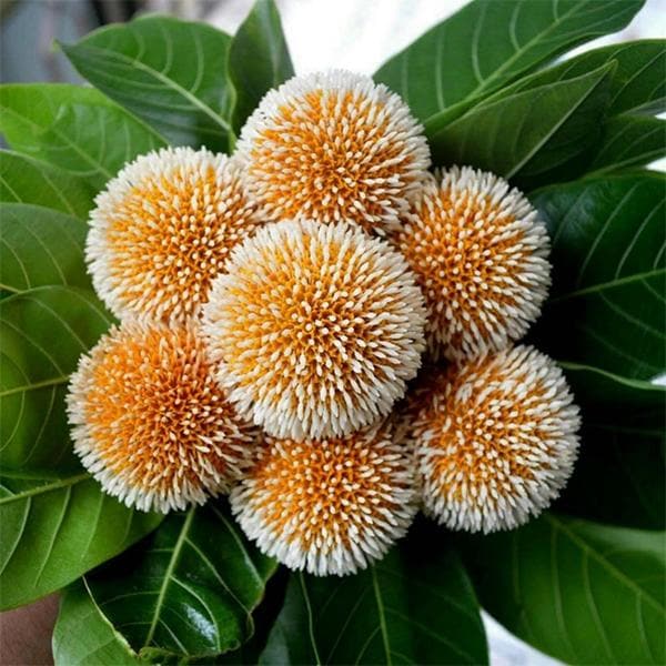 Buy Kadamba, Anthocephalus cadamba - 0.5 kg Seeds online from ...