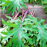 Kale Red Russian - Vegetable Seeds