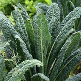 Kale Tuscan - Vegetable Seeds