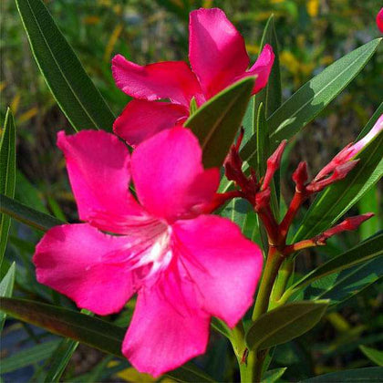 oleander plant seeds Buy Kaner, Nerium Oleander (Pink)