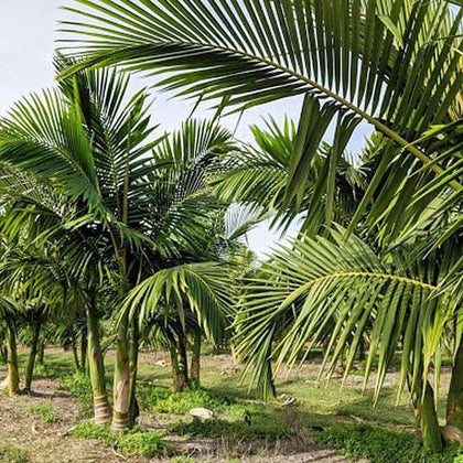 Buy Roystonea Regia, Royal Palm - 0.5 kg Seeds online from Nurserylive at  lowest price.