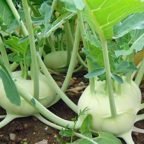 knol khol f1 hybrid - vegetable seeds