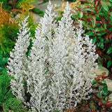 Kochia Childsii - Desi Flower Seeds