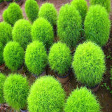 Kochia Plant, Burning Bush - Foliage Plant Seeds