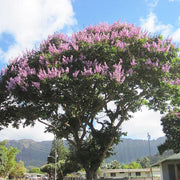 lagerstroemia floribunda - 0.5 kg seeds