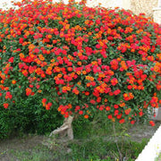 lantana camara - 0.5 kg seeds