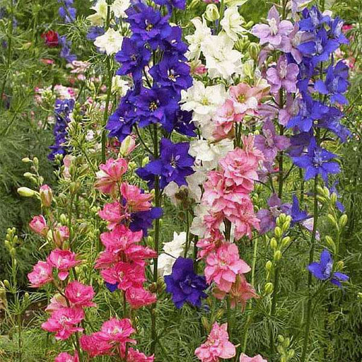 larkspur imperial mixed color - flower seeds