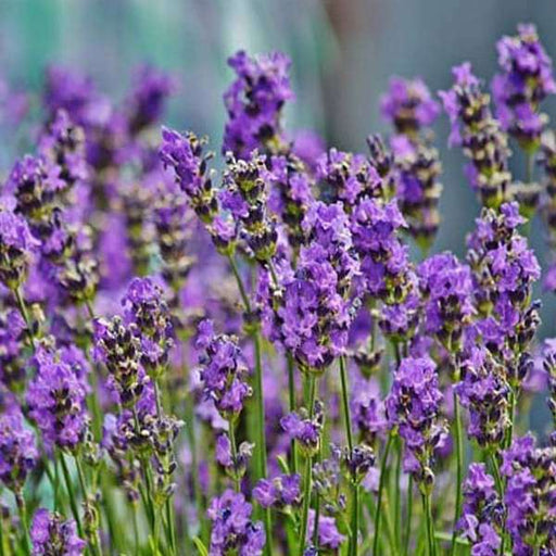 lavender flower in india Buy Lavender