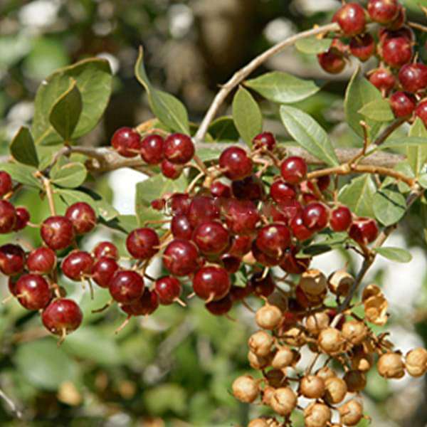 mehendi plant seeds Buy Lawsonia Alba, Hina, Mehndi