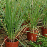 Lemon Grass - Herb Seeds