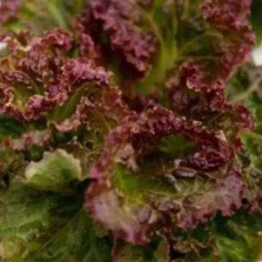 lettuce biscia salad bowl - vegetable seeds