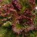 lettuce biscia salad bowl - vegetable seeds