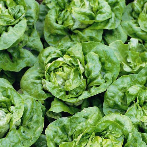 lettuce butter crunch - organic vegetable seeds