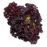 Lettuce F1 Dark Black Rose - Vegetable Seeds