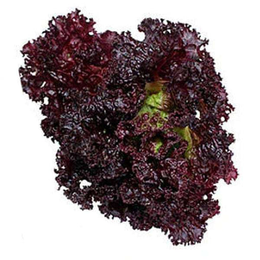 lettuce f1 dark black rose - vegetable seeds