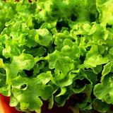 Lettuce Grand Rapids - Vegetable Seeds