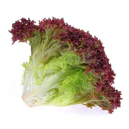 lettuce lollo rossa - vegetable seeds