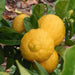 liudmila rough lemon - 0.5 kg seeds