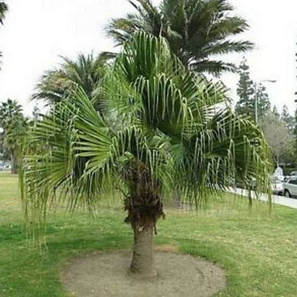 Buy Palm Seeds online from Nurserylive at lowest price.
