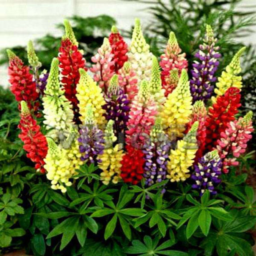 lupin pixie dwarf mixed color - flower seeds